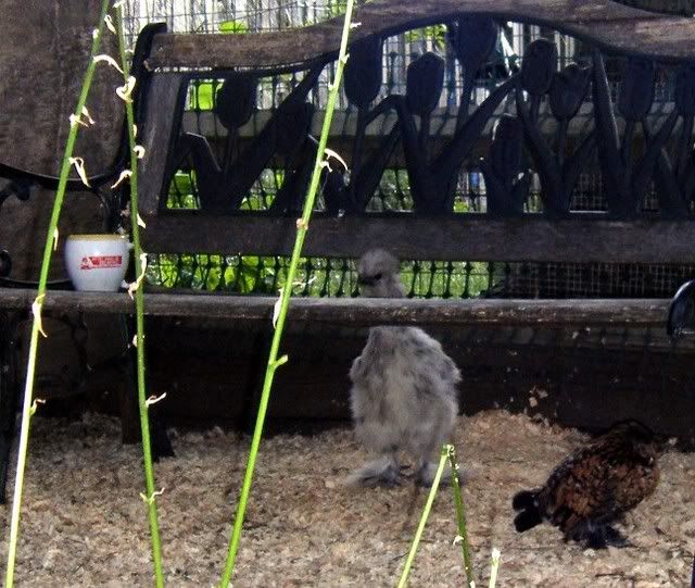 chickens064.jpg