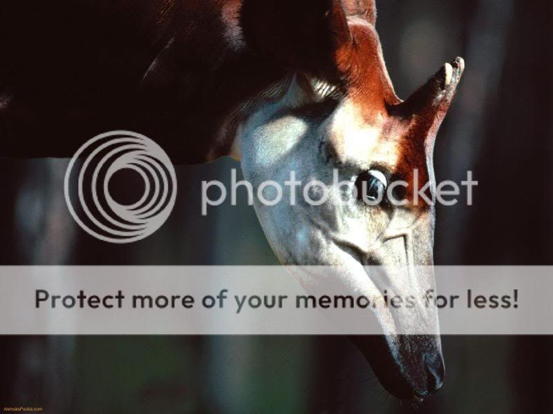 Okapi-Male-1.jpg