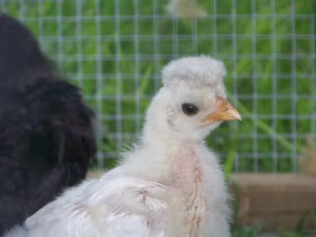 chicks7-9-08031.jpg