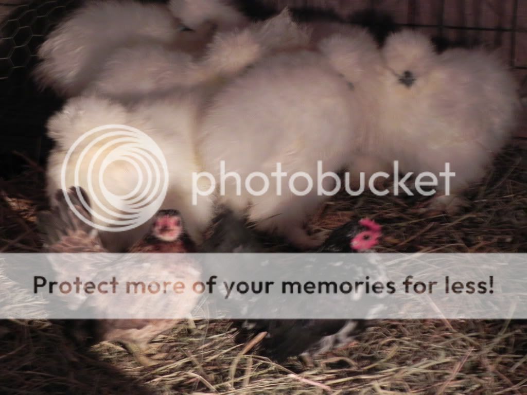 DSCN1605.jpg