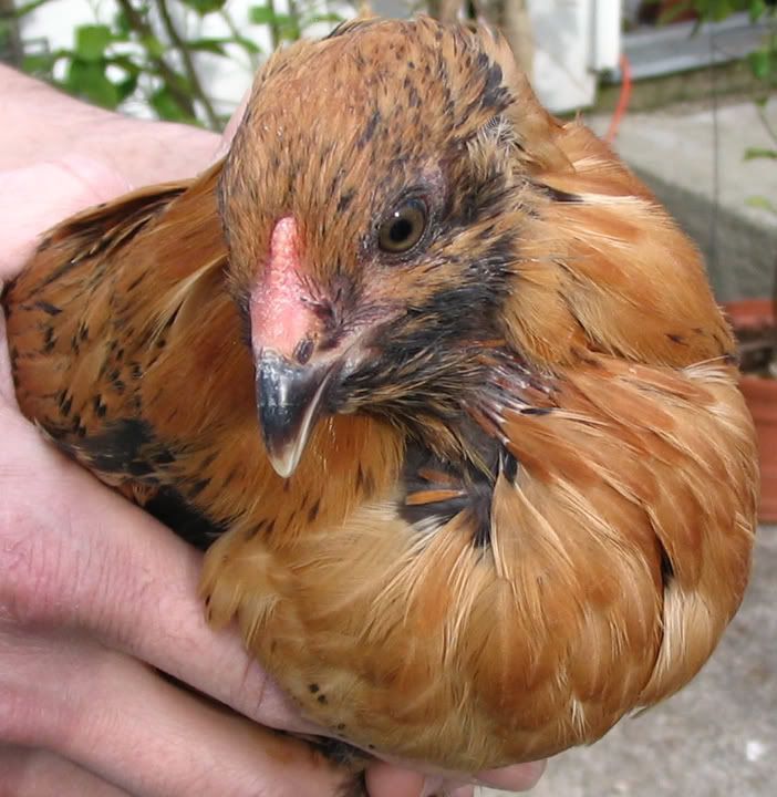 Nugget2.jpg