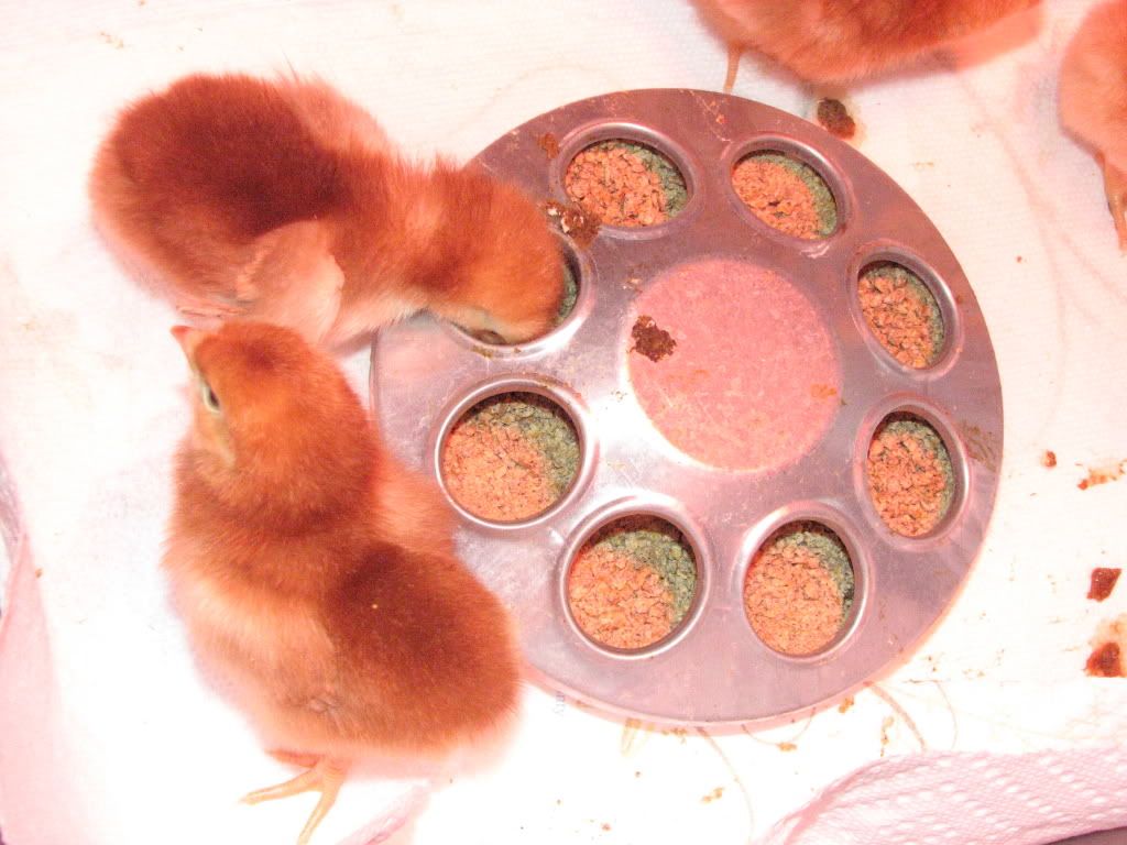 chickens013.jpg
