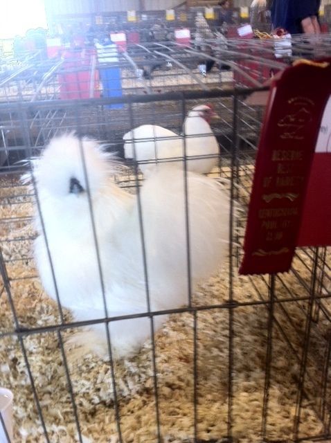 900x900px-LL-be10ff74_silkie.jpeg