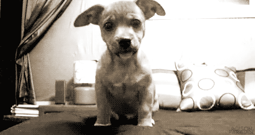 tumblr_lz6stn2o3V1qf04yf.gif