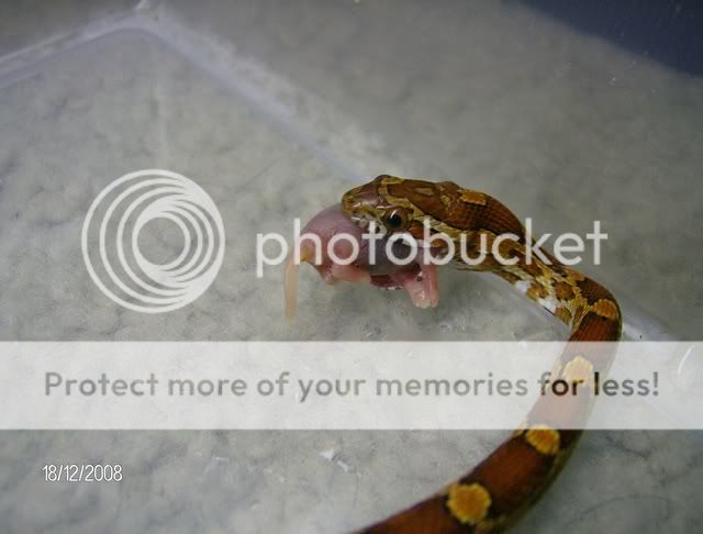EatingSnakes015.jpg