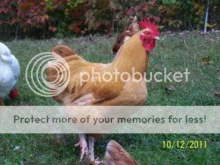 ChickenCoop2011015-2.jpg