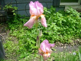 DSC00365.jpg