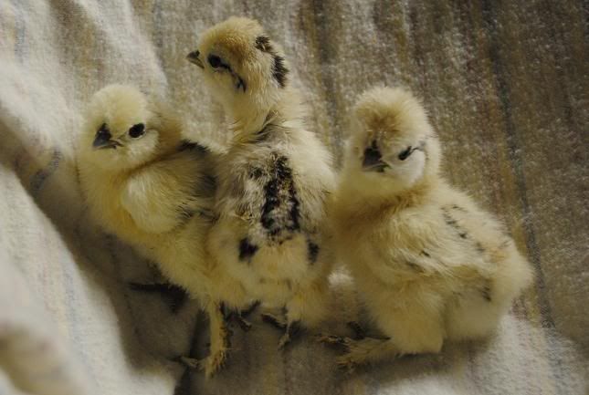 cjsilkie4.jpg