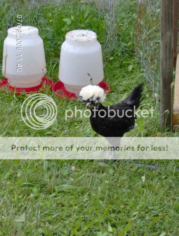 2008_0709chickens6wks0075.jpg