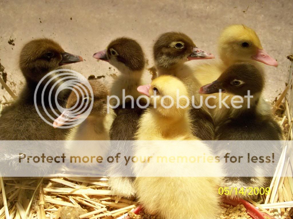 muscovyducklings1.jpg