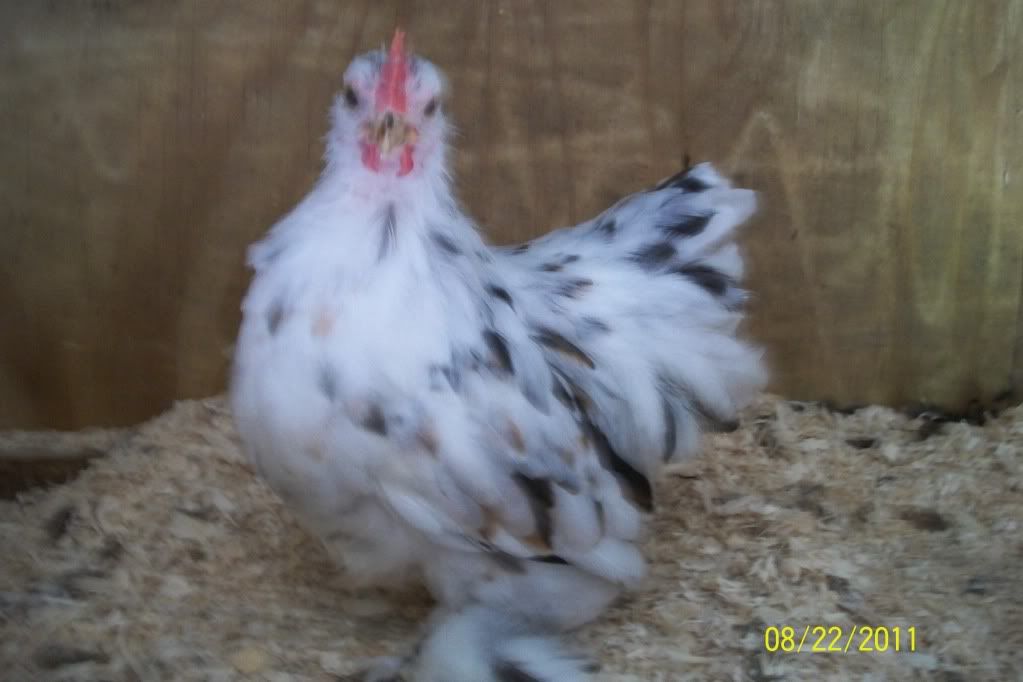 newchickensatmoms226.jpg