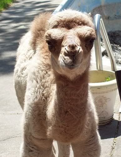 camelpicnick.jpg