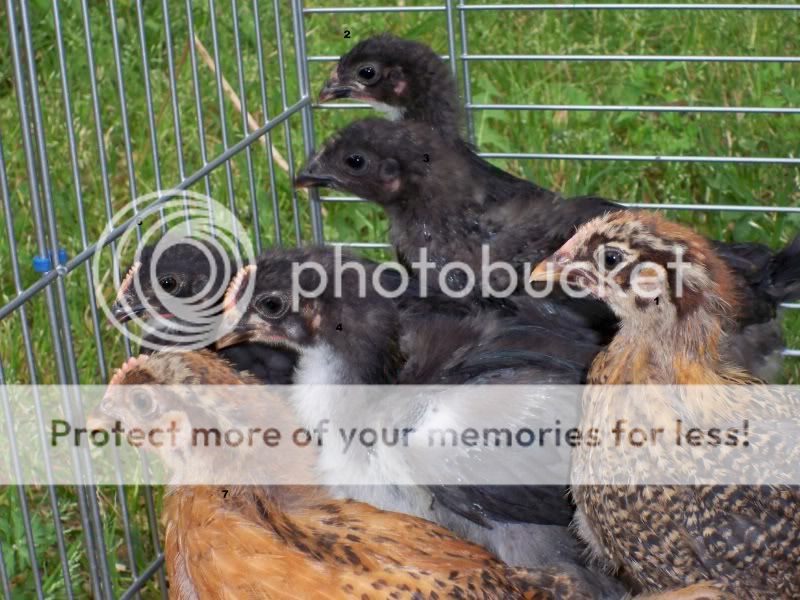 Flock2.jpg
