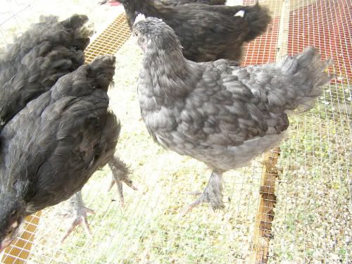 Marans013.jpg