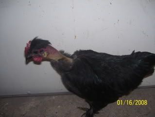 008-10.jpg