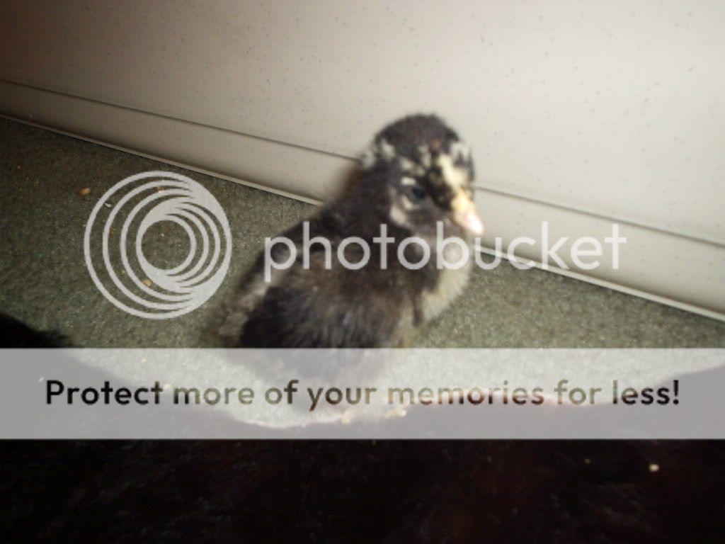 MyPictures069.jpg