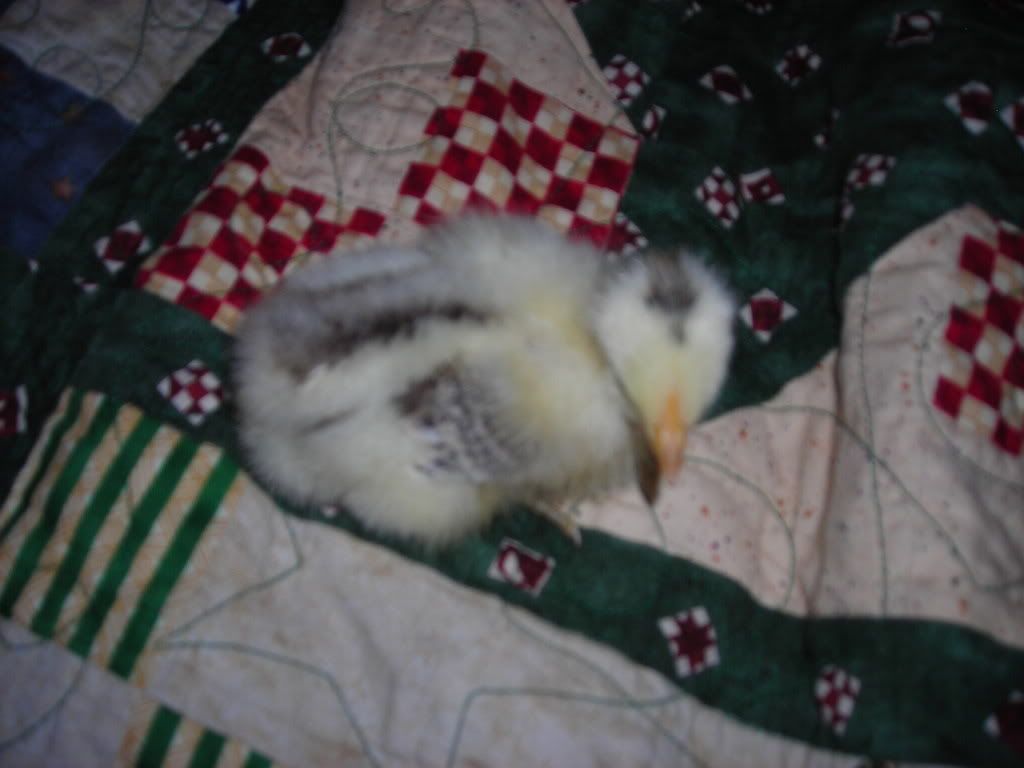 DSCN1432.jpg