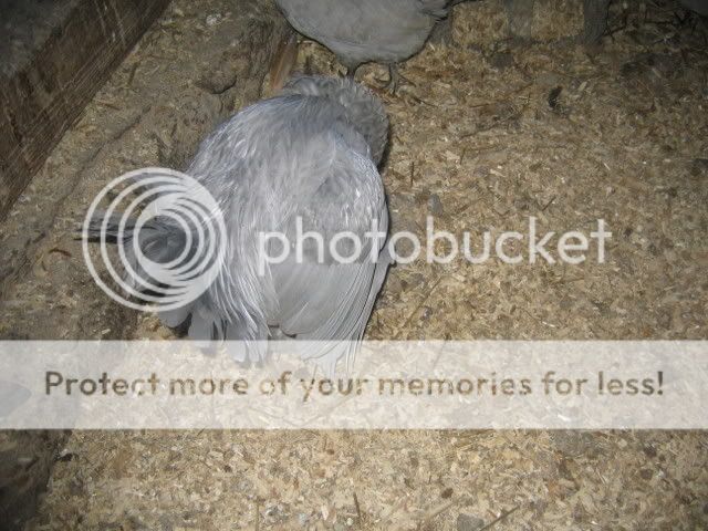 IMG_1260.jpg
