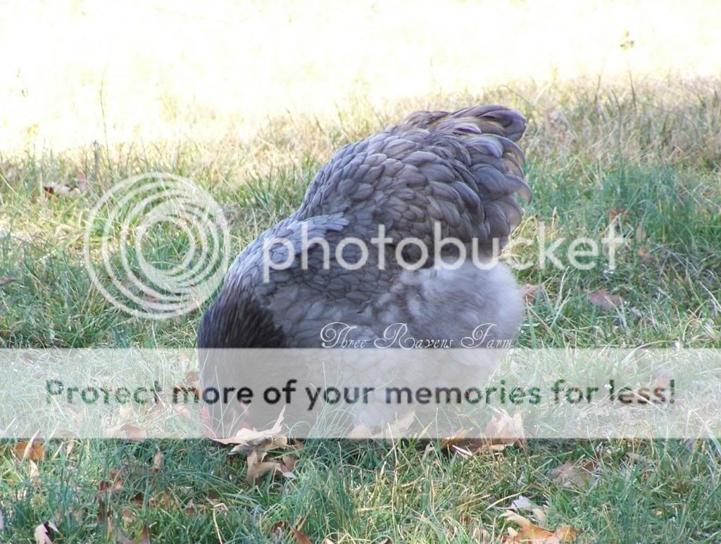 Bluebonnet02-26-2011.jpg