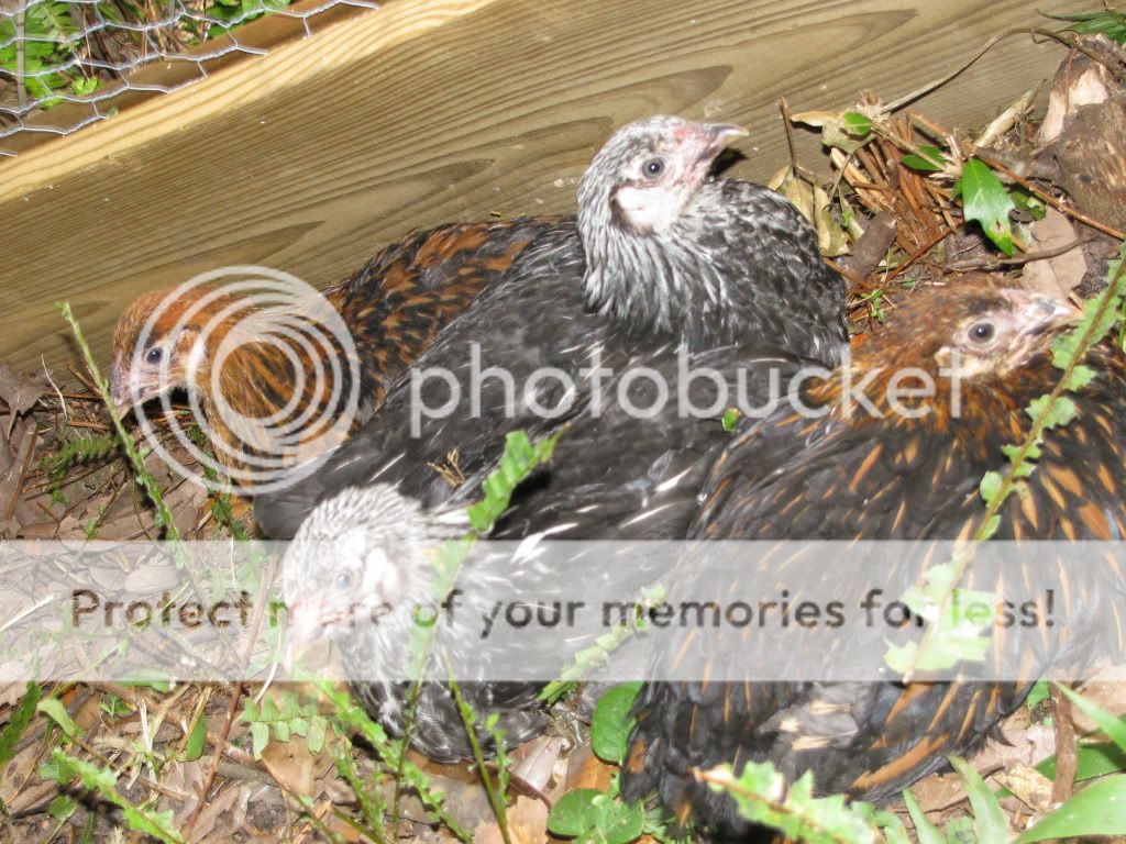 CHicken2050.jpg