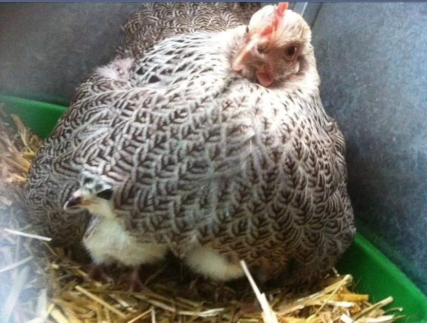 chickboobs.jpg