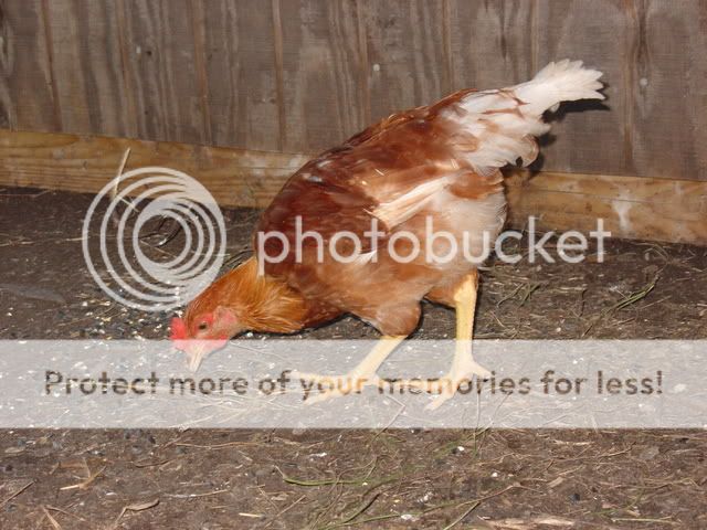 chickens015.jpg
