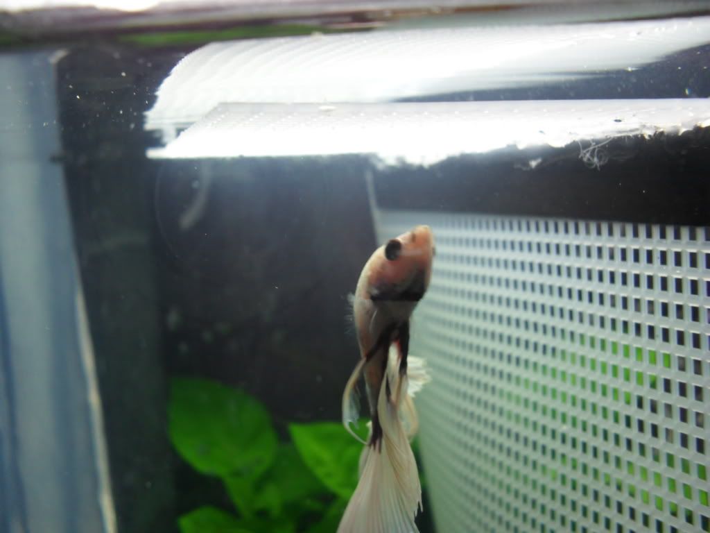 fish008.jpg