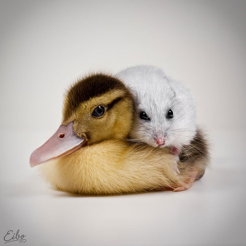 Best_Friends_by_Eibo_Jeddah.jpg