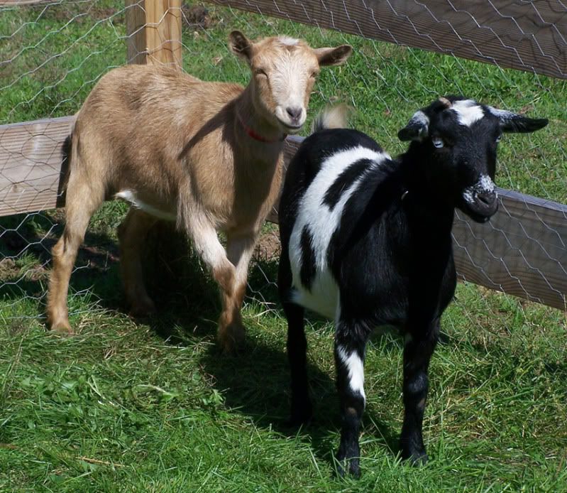 goats2.jpg