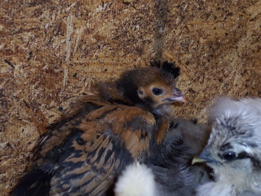 chicksmarch2008010.jpg