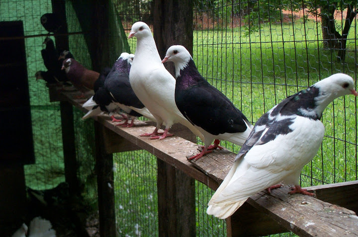 pigeons%20173.jpg