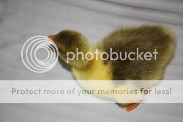 Goslings2006.jpg