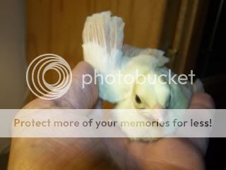 peafowl060.jpg