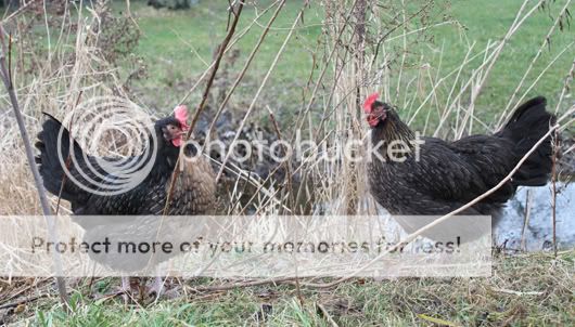 ColoredDorkingPullets.jpg