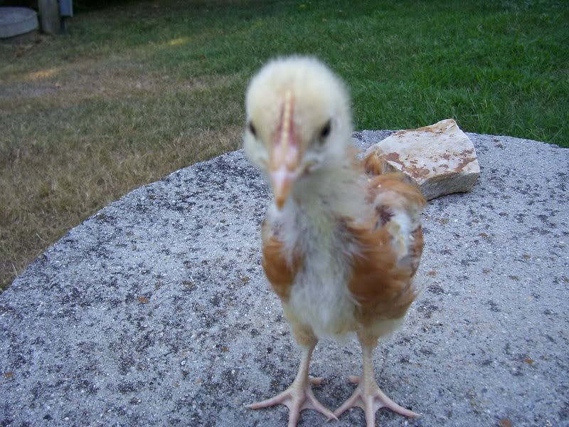 Chicks010-1.jpg