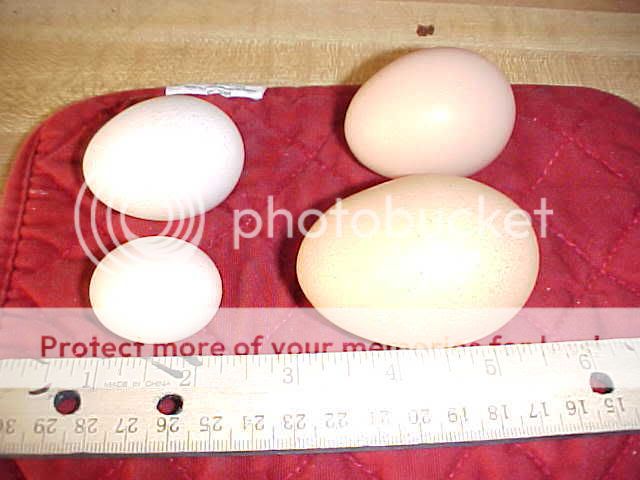 TreeChicksTinyEgg9-18-08.jpg