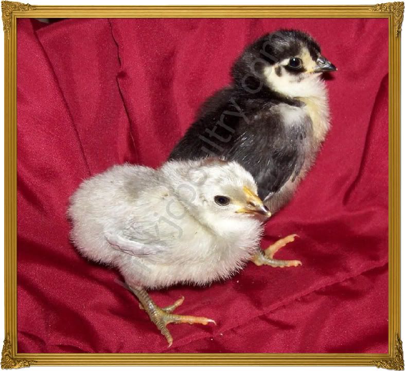 lavenderchicks015_final.jpg