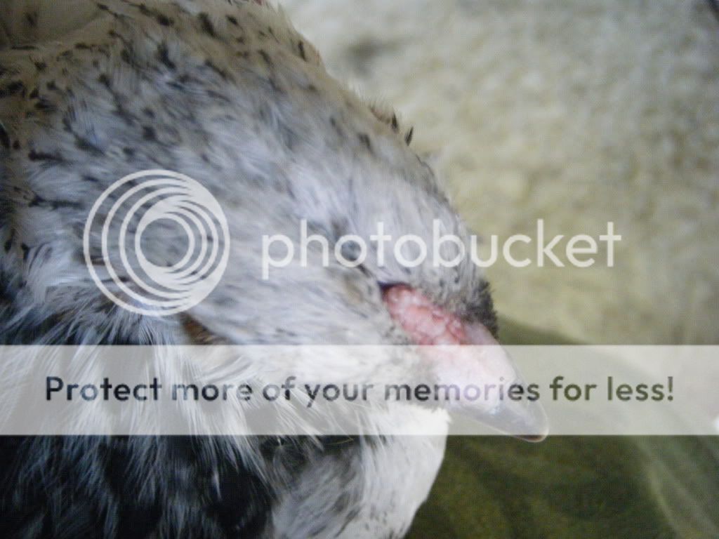 DSCF4834.jpg