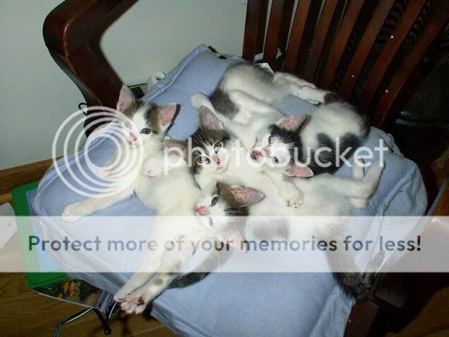 kittens2.jpg