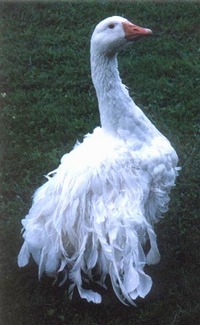 juvenile_sebastopol_geese_main.jpg