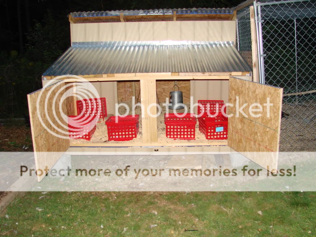 August_chickens_lemonade074.jpg