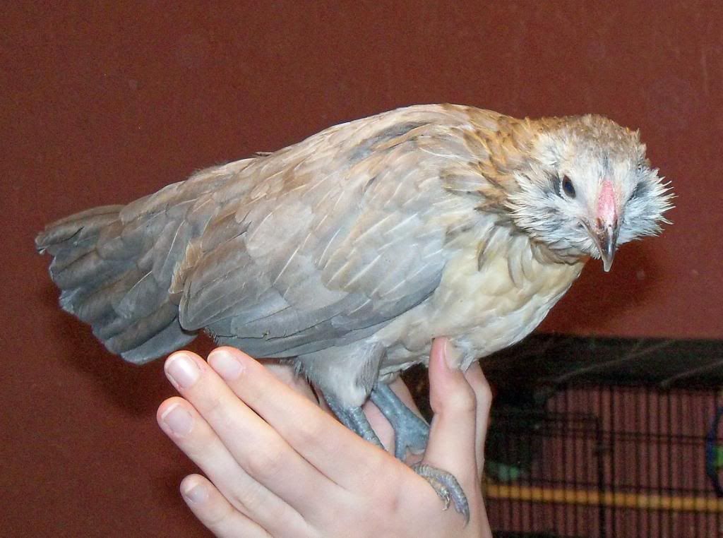 Pullet4.jpg