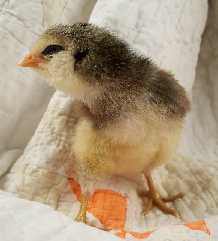 chick17.jpg