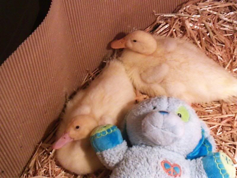 ducklings20.jpg