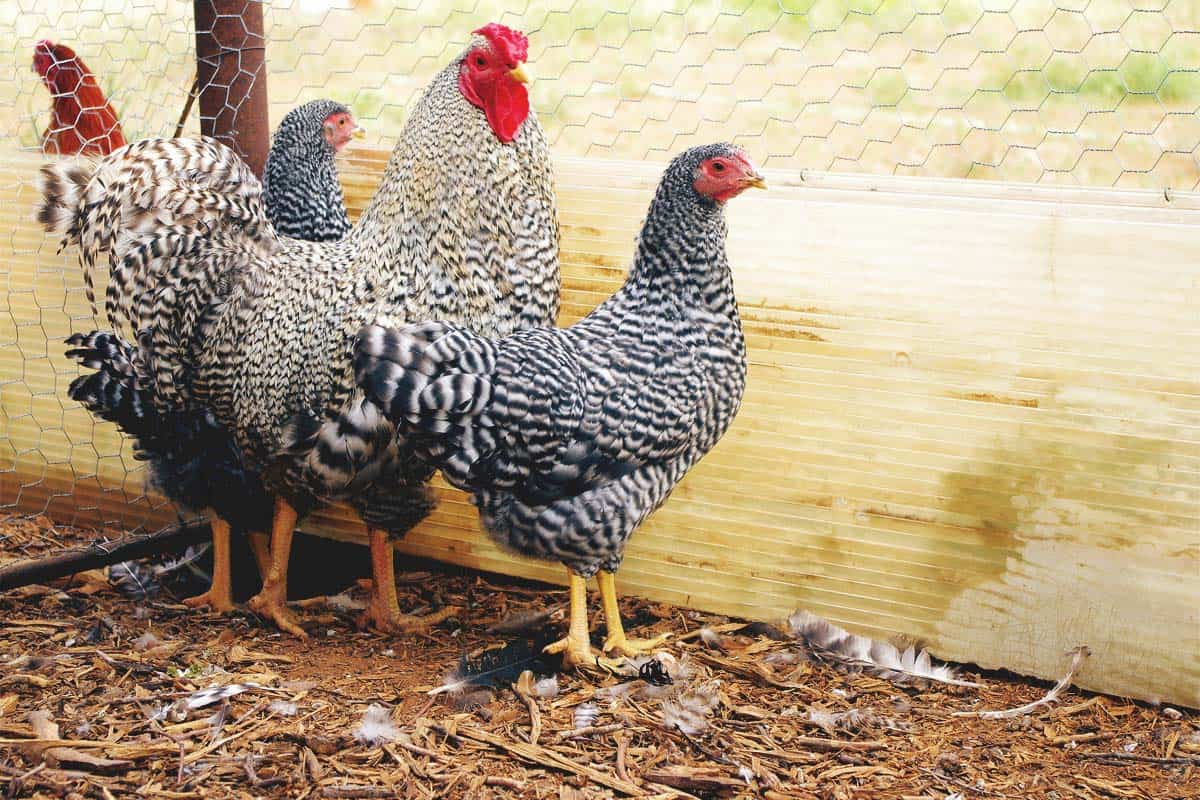 Dominique-Chicken-Americas-Oldest-Breed-fb.jpg