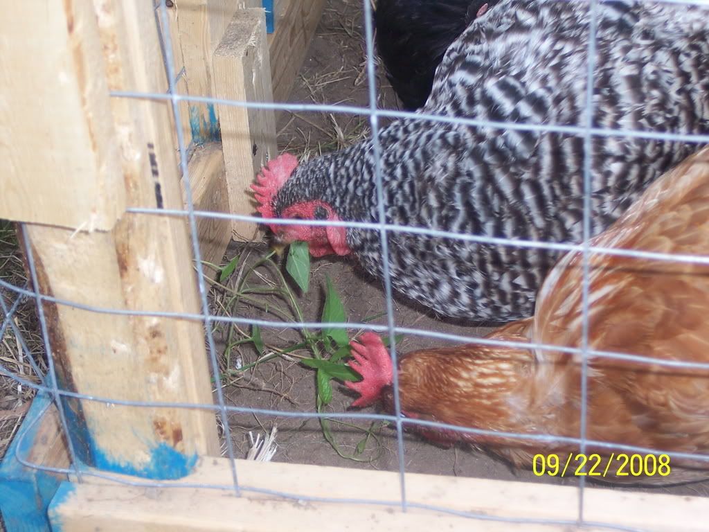 100_2751.jpg