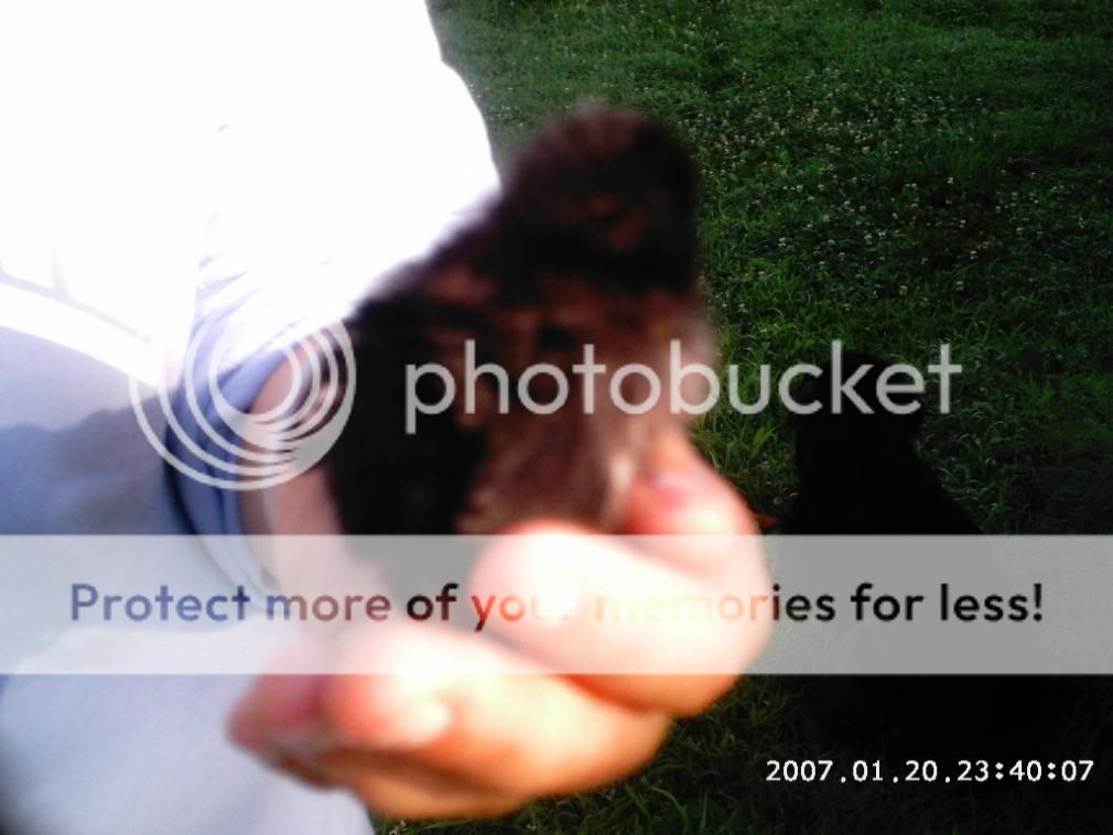 chicksanstuff2008.jpg