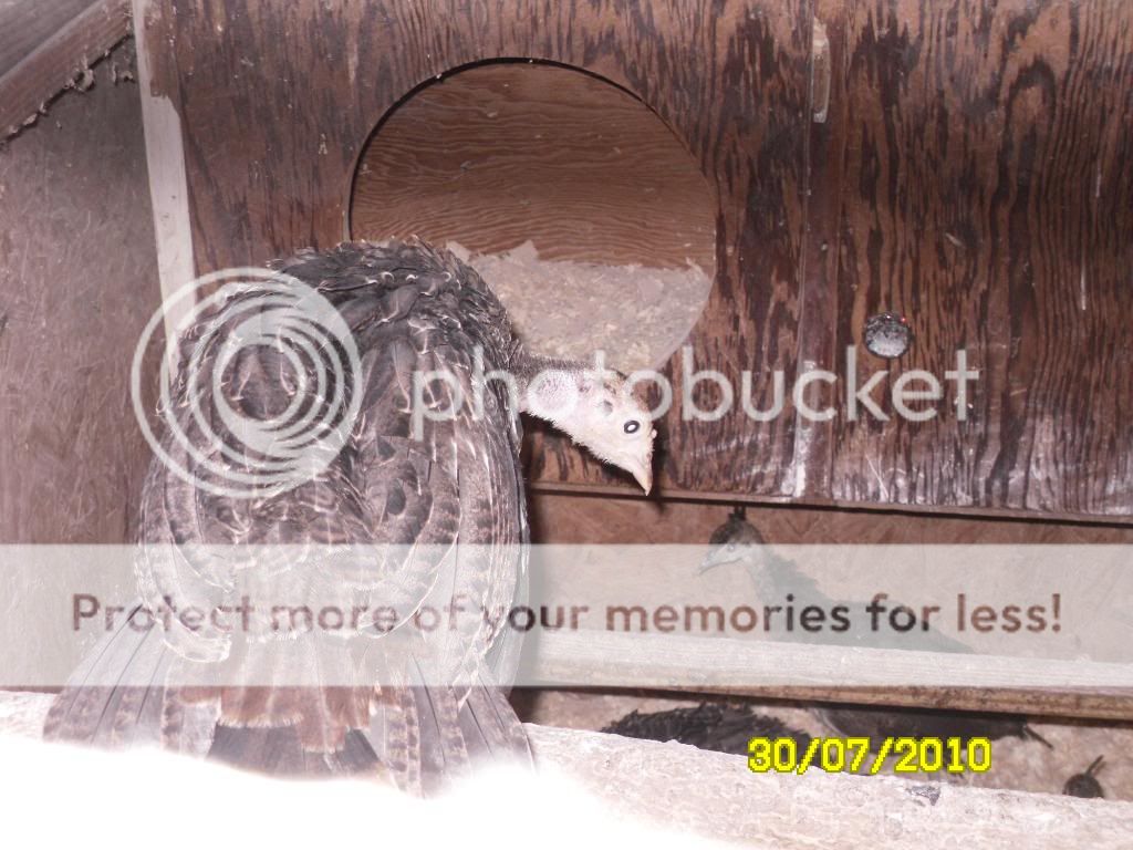 peaturkshack007.jpg