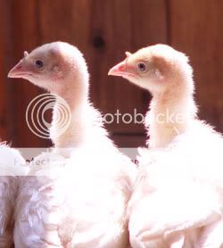 baby_turkeys.jpg