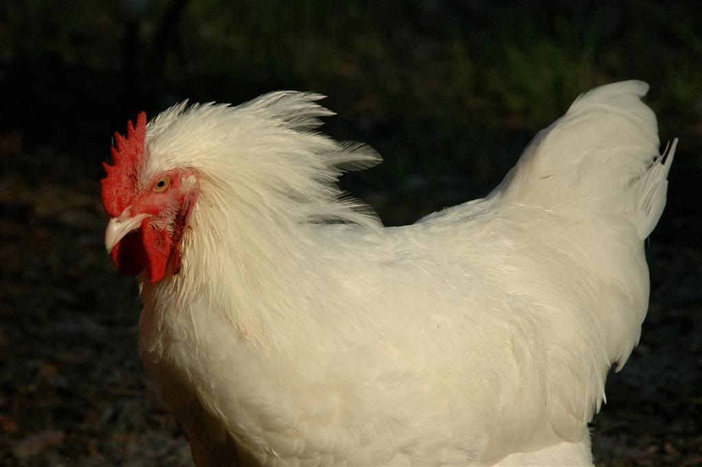 Chickens20114.jpg